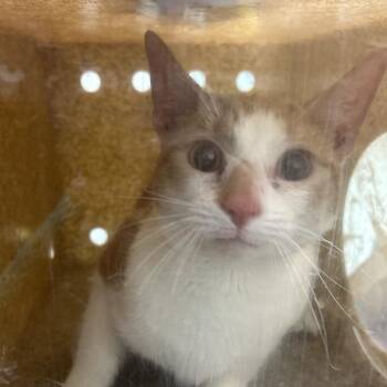 Domestic Short Hair Cats Available for Adoption - Yanni | PetCurious