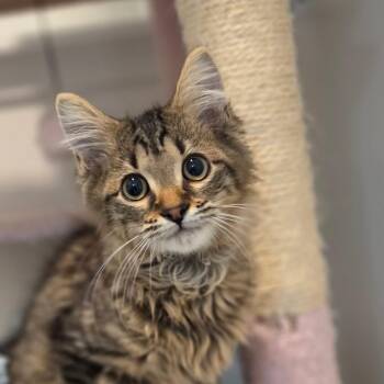 Holmes -  Domestic Medium Hair Cat for Adoption in Muncie, Indiana - Holmes | PetCurious