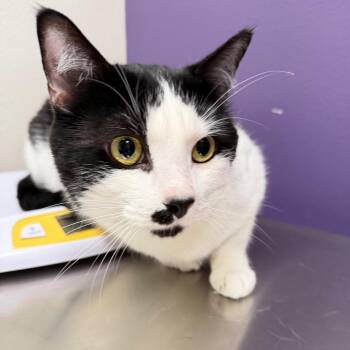 Chase -  Domestic Short Hair Cat for Adoption in Englewood, Florida - Chase | PetCurious