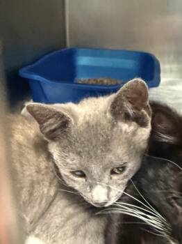 Zenobia -  Domestic Short Hair Cat Available for Adoption in Salisbury, Maryland - Zenobia | PetCurious