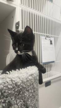 Boots -  Domestic Short Hair Cat for Adoption in Squamish, British Columbia - Boots | PetCurious