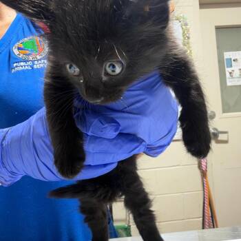 Artie -  Domestic Short Hair Cat for Adoption in Milton, Florida - Artie | PetCurious