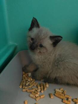 Flint -  Siamese Cat for Adoption in Pine Grove, Pennsylvania - Flint | PetCurious