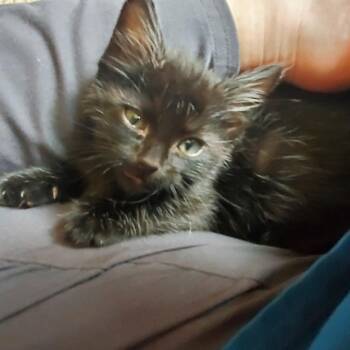 Bumblebee C11898 -  Domestic Medium Hair Cat for Adoption - Bumblebee C11898 | PetCurious