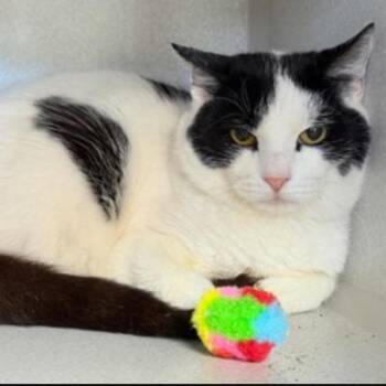 Domestic Short Hair Cats Available for Adoption in New York, New York - Lynx | PetCurious