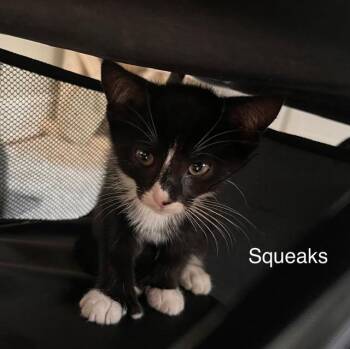 **2026-61A Squeaks -  Domestic Short Hair Cat for Adoption in Windsor, Connecticut - **2026-61A Squeaks | PetCurious
