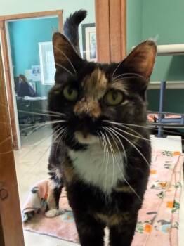 Kendra -  Domestic Short Hair Cat for Adoption in Amery, Wisconsin - Kendra | PetCurious