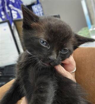 Rescue Domestic Short Hair Cats for Adoption in Dallas, Texas - AKARI | PetCurious