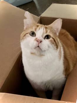 Domestic Short Hair Cats Available for Adoption - Thadeous | PetCurious