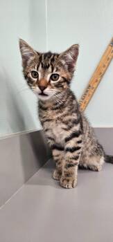 Toffee -  Domestic Medium Hair Cat for Adoption in Athens, Tennessee - Toffee | PetCurious