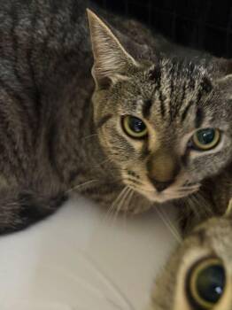 Domestic Short Hair Cats Available for Adoption in St. Cloud, Florida - Paris | PetCurious