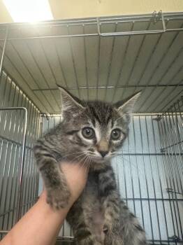 Domestic Short Hair Cats Available for Adoption in Rock Springs, Wyoming - Orzo | PetCurious