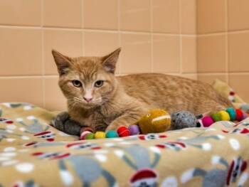 CODEX -  Domestic Short Hair Cat for Adoption in Santa Fe, New Mexico - CODEX | PetCurious