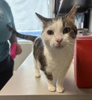 Domestic Short Hair Cats Available for Adoption in Salt Lake City, Utah - *Chit-Chat* | PetCurious