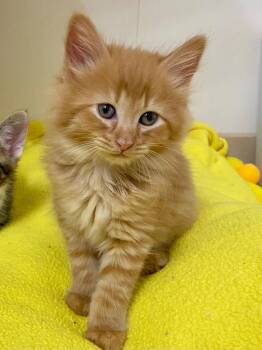 Teagan26 -  Domestic Long Hair Cat for Adoption in Youngsville, North Carolina - Teagan26 | PetCurious