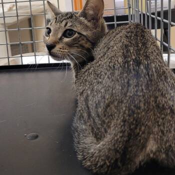 Clyde -  American Shorthair Cat for Adoption in Lake Panasoffkee, Florida - Clyde | PetCurious
