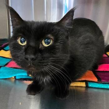 June Bug -  Domestic Short Hair Cat for Adoption in Spokane, Washington - June Bug | PetCurious