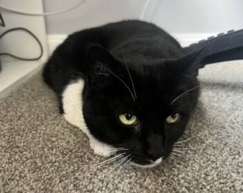 Chelsea -  Domestic Short Hair Cat Available for Adoption in Fairfax, Virginia - Chelsea | PetCurious