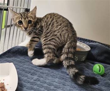 A137609 -  Domestic Short Hair Cat for Adoption in Palmetto, Florida - A137609 | PetCurious