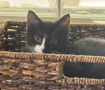 Oliver and Olivia -  Domestic Long Hair Cat for Adoption in Lenexa, Kansas - Oliver And Olivia | PetCurious