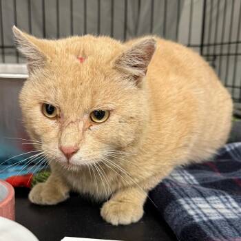 Montana -  Domestic Short Hair Cat for Adoption in Bismarck, North Dakota - Montana | PetCurious