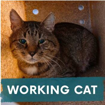 Forecast -  Domestic Short Hair Cat for Adoption in Asheville, North Carolina - Forecast | PetCurious