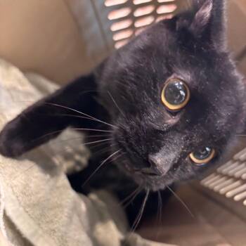Star Anise -  Domestic Short Hair Cat for Adoption in Allentown, Pennsylvania - Star Anise | PetCurious