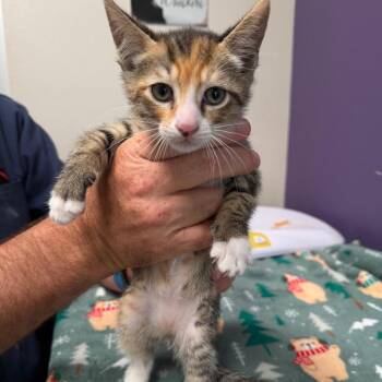 Domestic Short Hair Cats Available for Adoption in Englewood, Florida - Sandrina | PetCurious