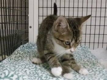 COMET -  Domestic Short Hair Cat for Adoption in Oroville, California - COMET | PetCurious