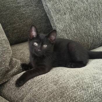 Lionel -  Domestic Short Hair Cat for Adoption in Chicago, Illinois - Lionel | PetCurious