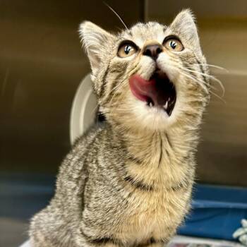 Violet C11738 -  Domestic Short Hair Cat for Adoption - Violet C11738 | PetCurious