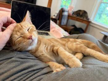 Prince Harry -  Tabby Cat for Adoption - Prince Harry | PetCurious