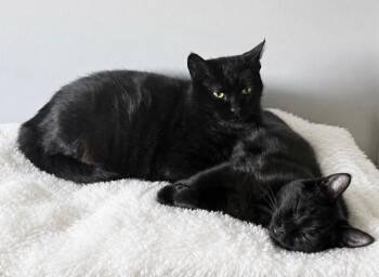 Shadow / Pepper -  Domestic Short Hair Cat for Adoption in Minneapolis, Minnesota - Shadow / Pepper | PetCurious