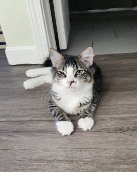Stella -  Domestic Medium Hair Cat for Adoption in Council Bluffs, Iowa - Stella | PetCurious
