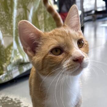 Rescue Domestic Short Hair Cats for Adoption in Bismarck, North Dakota - Blake | PetCurious