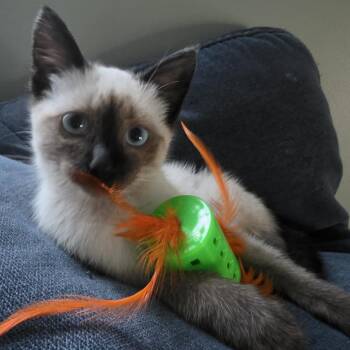 Siamantha -  Siamese Cat for Adoption - Siamantha | PetCurious