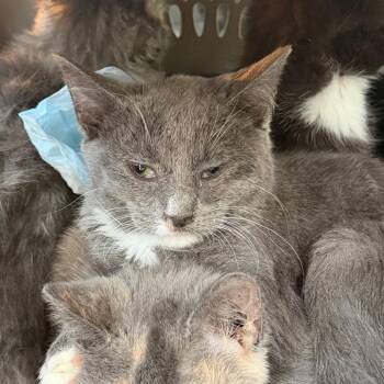 Domestic Short Hair Cats Available for Adoption - Spectra | PetCurious