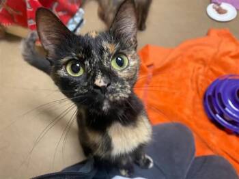 CHOCOLATE -  Domestic Short Hair Cat for Adoption in Fort Wayne, Indiana - CHOCOLATE | PetCurious