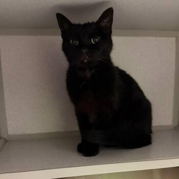 Shasta -  Domestic Short Hair Cat for Adoption in Parkersburg, West Virginia - Shasta | PetCurious