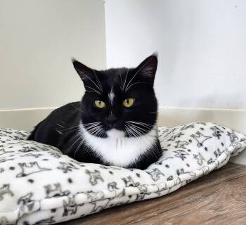 Rescue Domestic Short Hair Cats for Adoption in Chapel Hill, North Carolina - Inky | PetCurious