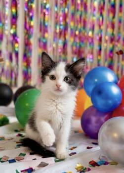 Ross -  Domestic Short Hair Cat for Adoption in San Tan Valley, Arizona - Ross | PetCurious