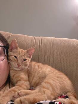 Twiggy -  Domestic Short Hair Cat for Adoption in Steinbach, Manitoba - Twiggy | PetCurious
