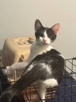 Rescue Domestic Short Hair Cats for Adoption in Nashville, Tennessee - Keisha | PetCurious