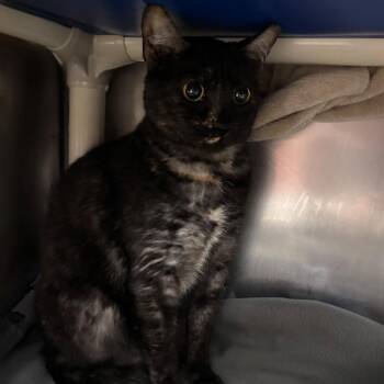 Domestic Short Hair Cats Available for Adoption - Princess Emily | PetCurious