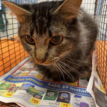 Rescue Domestic Long Hair Cats for Adoption in Modesto, California - A603808 | PetCurious