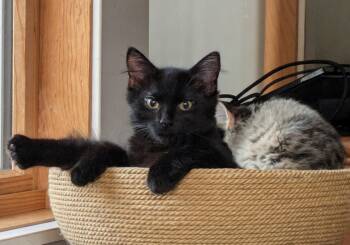 Lily -  Domestic Medium Hair and Domestic Short Hair Cat for Adoption in Lombard, Illinois - Lily | PetCurious