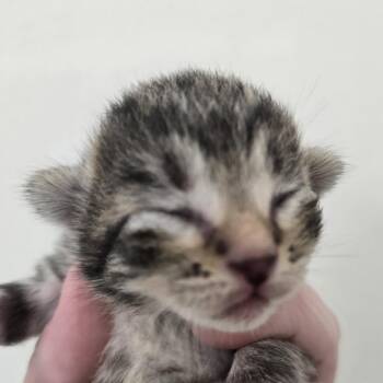 Toki -  Domestic Medium Hair Cat for Adoption in Fort Smith, Arkansas - Toki | PetCurious