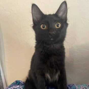 Disney -  Domestic Short Hair Cat for Adoption in Warr Acres, Oklahoma - Disney | PetCurious