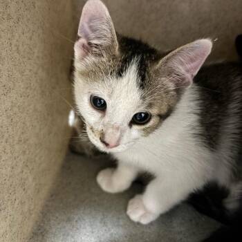 Luke -  Domestic Short Hair Cat for Adoption in Roxboro, North Carolina - Luke | PetCurious