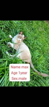 Max -  Snowshoe Cat for Adoption in Randolph, Massachusetts - Max | PetCurious